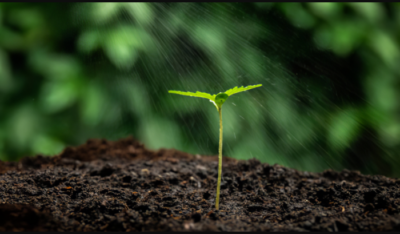 How to Properly Water Cannabis Plants for Optimal Growth